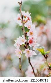 Blooming Cherry. Natural Spring Floral Composition