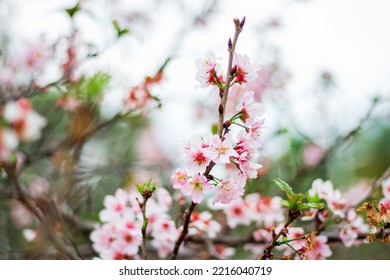 Blooming Cherry. Natural Spring Floral Composition