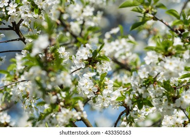 Blooming cherry tree against the blue sky - Shutterstock ID 433350163