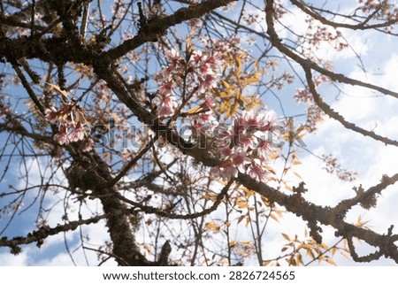blooming cherry tree brach and sky