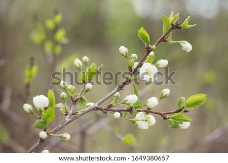 Blooming cherry tree branch on a green background. Spring garden.