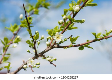 A blooming cherry  tree branch in spring and the blue sky background
