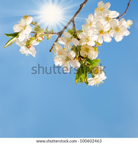 Similar – Blossom pear tree in white flowers