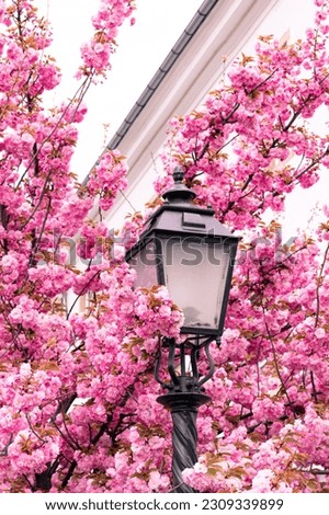 Blooming cherry tree branches full of delicate pink flowers around a an old-fashioned street lamp