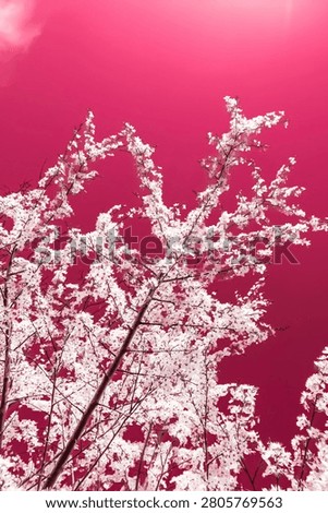 Blooming cherry tree branches with white flowers, captured using infrared effect, set against a deep pink, magenta sky