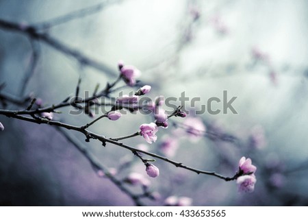 Similar – quitten in bloom Natur