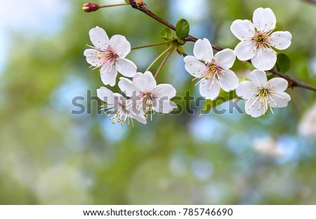 Blooming cherry tree, flowers with leaves on twig on a spring day 