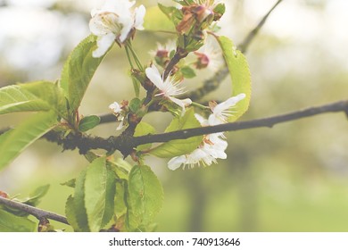 Blooming cherry tree in spring. Add haze effect