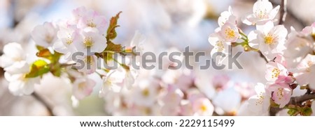 Blooming cherry tree in the spring garden. Close up of cherry flowers on a tree. Spring background