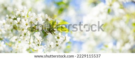 Blooming cherry tree in the spring garden. Close up of white flowers on a tree.
