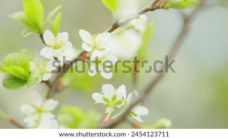 Blooming cherry tree in the spring garden. Inflorescence of cherry on branches with leaves. Slow motion.