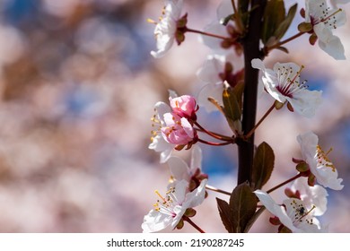 Blooming Cherry Tree In Springtime. Season Specific. 