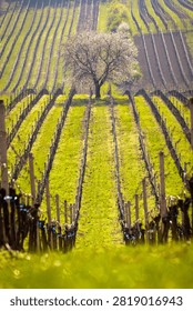 Blooming cherry tree surrounded by vineyard rows in spring, Čejkovice, Moravian Tuscany wine region, South Moravia, Czech Republic
Rozkvetlá třešeň uprostřed řádků vinic na jaře, Čejkovice, vinařská oblast Moravské Toskánsko,