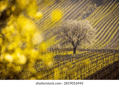 Blooming cherry tree surrounded by vineyard rows in spring, Čejkovice, Moravian Tuscany wine region, South Moravia, Czech Republic
Rozkvetlá třešeň uprostřed řádků vinic na jaře, Čejkovice, vinařská oblast Moravské Toskánsko,
