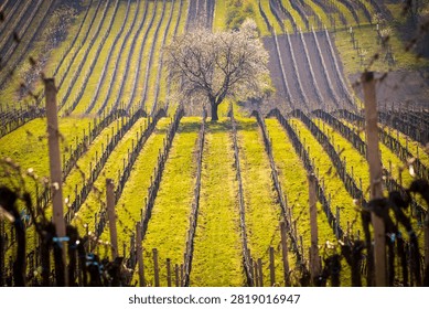 Blooming cherry tree surrounded by vineyard rows in spring, Čejkovice, Moravian Tuscany wine region, South Moravia, Czech Republic
Rozkvetlá třešeň uprostřed řádků vinic na jaře, Čejkovice, vinařská oblast Moravské Toskánsko,