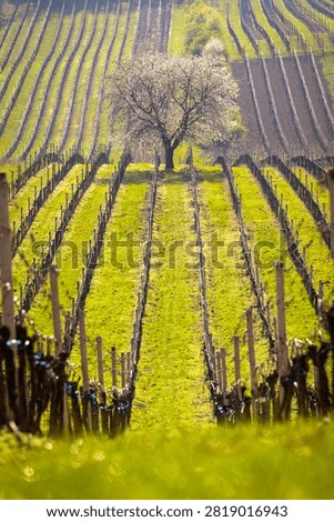 Blooming cherry tree surrounded by vineyard rows in spring, Čejkovice, Moravian Tuscany wine region, South Moravia, Czech Republic
Rozkvetlá třešeň uprostřed řádků vinic na jaře, Čejkovice, vinařská oblast Moravské Toskánsko,