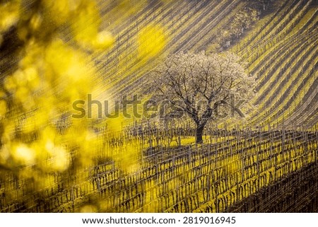 Blooming cherry tree surrounded by vineyard rows in spring, Čejkovice, Moravian Tuscany wine region, South Moravia, Czech Republic
Rozkvetlá třešeň uprostřed řádků vinic na jaře, Čejkovice, vinařská oblast Moravské Toskánsko,