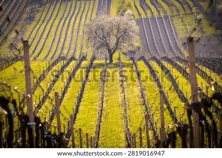 Blooming cherry tree surrounded by vineyard rows in spring, Čejkovice, Moravian Tuscany wine region, South Moravia, Czech Republic
Rozkvetlá třešeň uprostřed řádků vinic na jaře, Čejkovice, vinařská oblast Moravské Toskánsko,