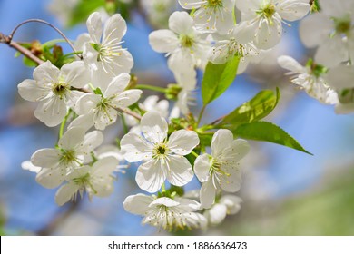 Blooming Cherry Tree. White Flowers On A Tree In A Garden. Spring Background
