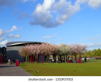 Blooming Cherry Trees In City Center Of Amsterdam On Background Of Van Gogh's Museum.