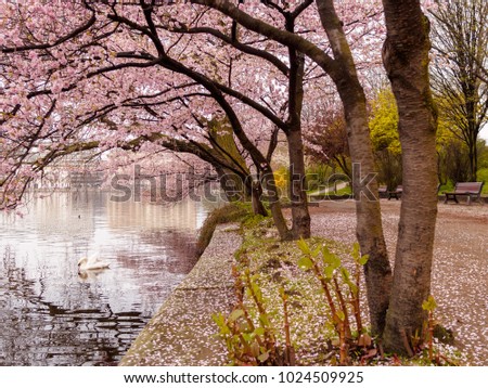 Blooming cherry trees at the inner Alster Lake on a calm morning with swan.