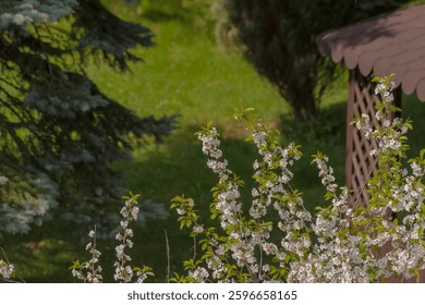 Blooming cherry trees on a spring day in a home garden in the city. Cherry trees in full bloom with clusters of delicate white blossoms and fresh green leaves. Set in a home garden, the vibrant green 