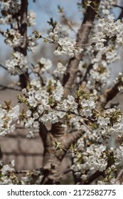 Blooming cherryblossom tree, natural background. High quality photo