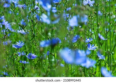 Blooming Chicory, Common Chicory (Cichorium Intybus). Honey Plant (nectar And Pollen). Coffee Substitute. Used In Confectionery, Canning Production, Appetite Drinks, Infusion Of Chicory Inflorescence