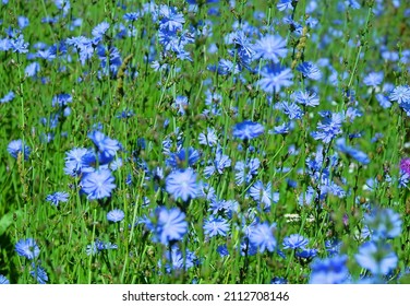 Blooming Chicory, Common Chicory (Cichorium Intybus). Honey Plant (nectar And Pollen). Coffee Substitute. Used In Confectionery, Canning Production, Appetite Drinks, Infusion Of Chicory Inflorescence