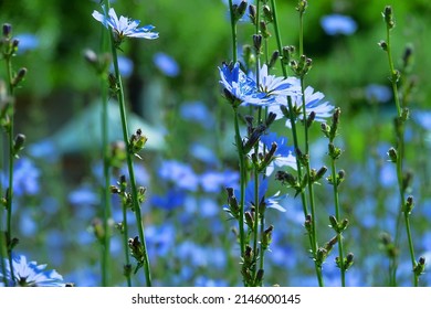 Blooming Chicory, Common Chicory (Cichorium Intybus). Honey Plant (nectar And Pollen). Coffee Substitute. Used In Confectionery, Canning Production, Appetite Drinks, Infusion Of Chicory Inflorescence