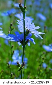 Blooming Chicory, Common Chicory (Cichorium Intybus). Honey Plant (nectar And Pollen). Coffee Substitute. Used In Confectionery, Canning Production, Appetite Drinks, Infusion Of Chicory Inflorescence