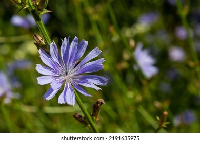 Blooming Chicory, Common Chicory Cichorium Intybus. Honey Plant, Nectar And Pollen. Coffee Substitute. Used In Confectionery, Canning Production, Appetite Drinks, Infusion Of Chicory Inflorescence.