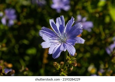 Blooming Chicory, Common Chicory Cichorium Intybus. Honey Plant, Nectar And Pollen. Coffee Substitute. Used In Confectionery, Canning Production, Appetite Drinks, Infusion Of Chicory Inflorescence.