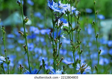 Blooming Chicory, Common Chicory (Cichorium Intybus). Honey Plant (nectar And Pollen). Coffee Substitute. Used In Confectionery, Canning Production, Appetite Drinks, Infusion Of Chicory Inflorescence