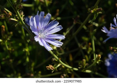 Pressed and dried blue flowers chicory or cichorium. Isolated on white  Stock Photo