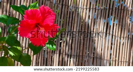 Blooming China Rose. Red Chinese hibiscus. Israeli Flowers. Selective Focus