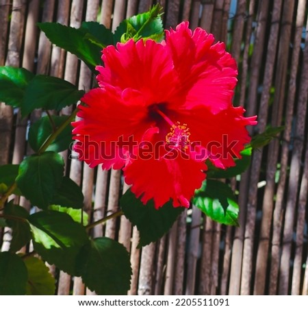 Blooming China Rose. Red Chinese hibiscus. Rose Mallow. Israeli Flowers. Selective Focus