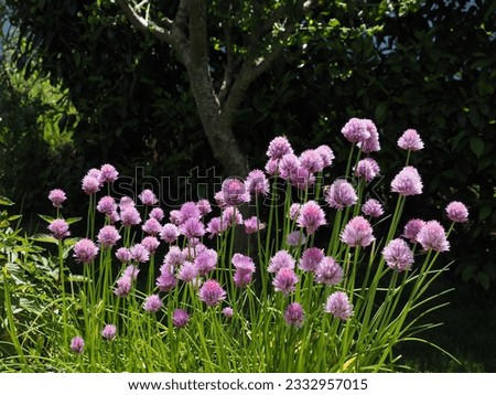 Blooming chives in the garden