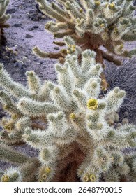 A blooming cholla cactus with sharp white spines and a green-yellow flower at Cholla Cactus Garden, Joshua Tree National Park, California, USA