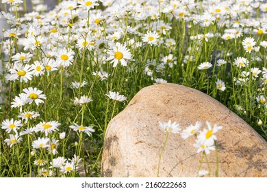 Blooming Chrysanthemum Maximum In The Park