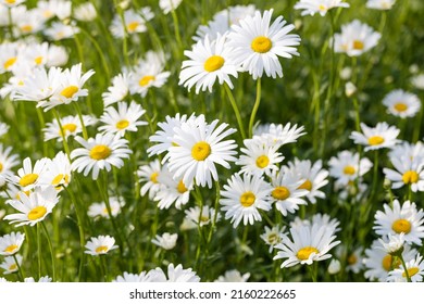 Blooming Chrysanthemum Maximum In The Park