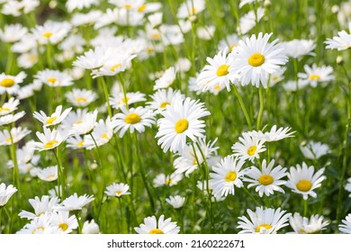 Blooming Chrysanthemum Maximum In The Park