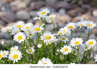 Blooming Chrysanthemum Maximum In The Park