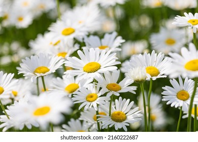 Blooming Chrysanthemum Maximum In The Park