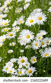 Blooming Chrysanthemum Maximum In The Park