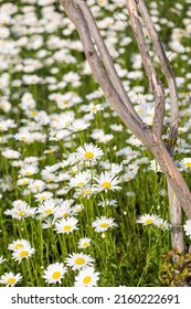 Blooming Chrysanthemum Maximum In The Park