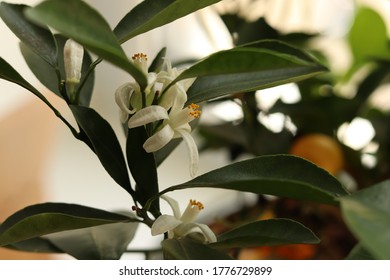 Blooming Citrus Tree. Blooming Flower And Green Leaves. Citrofortunella Microcarpa.