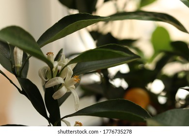 Blooming Citrus Tree. Blooming Flower And Green Leaves. Citrofortunella Microcarpa.