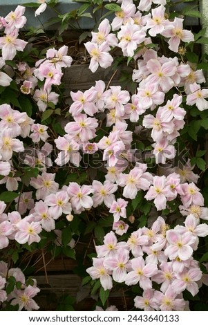 blooming clematis climbing plant on a wall