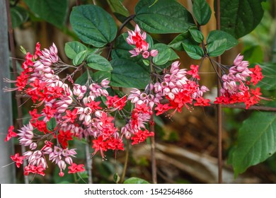 Bleeding Heart Vine Hd Stock Images Shutterstock